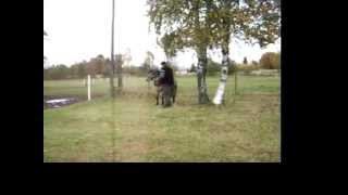 Gotland pony dressage driving [upl. by Lyssa]