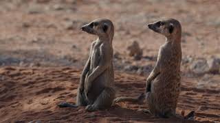 MeerkatLifeshorts KalahariWildlifeDesertGuardians [upl. by Reniar739]