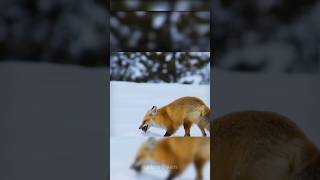 Clever fox science amazingfacts [upl. by Gagliano534]