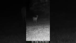 05 29 24 321 01am A deer eating in the lower back field near the mineral block deer wildlife [upl. by Gladstone440]