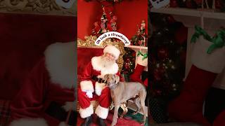 Santa’s Grotto  dog has pictures taken with Father Christmas strawberry funnydog santaclaus [upl. by Akilam979]