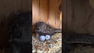 வித்தியாசமான ஆந்தைகள்  Amazing Burrowing Owl  Tamil Info Share shorts [upl. by Tobey484]