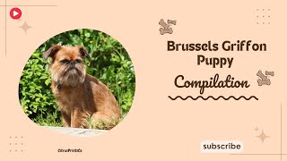 Brussels Griffon Puppy Compilation pet [upl. by Randolph]