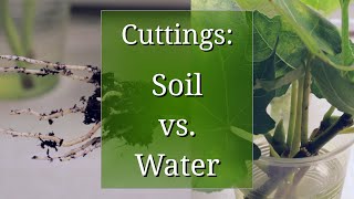 Plant Propagation by Cuttings in Water vs Potting Soil [upl. by Gwendolyn]