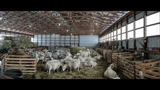 My Lambing Barn [upl. by Ertnom]