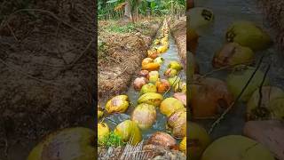 Kendala petani kelapa saat air di parit surut [upl. by Acinok347]