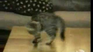 Video Divertenti Animali  Gatti pazzi [upl. by Oca]