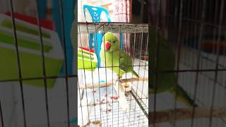 Parrot talking mithu shorts shortsfeed mithutotadance parrotecstasy ParrotMedia [upl. by Burkhard]