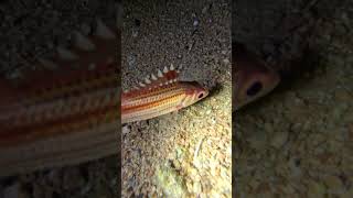 EGYPT Dahab 17 Oct 2024 night dive Gralmarine GL7 led amp LED 8 VIDEO [upl. by Gnak]