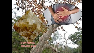 Uses of Sterculia urens II Ghost Plant II Karaya gum tree medicinal plant Sterculia ghost plant [upl. by Gundry600]