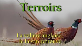 Terroirs  La volière anglaise le faisan retrouvé [upl. by Eihcir]