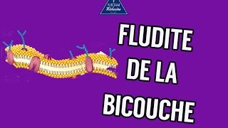 03  Fluidité de la bicouche lipidique [upl. by Yrek431]