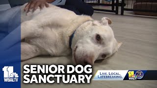 Dog sanctuary helping senior dogs stay find new forever homes [upl. by Niveb111]