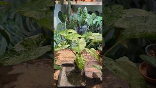 Crazy alocasia roots [upl. by Netsuj]