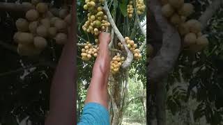 Langsat matang pohon langsat buah [upl. by Aicenev283]