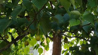 Árbol de los pañuelos Davidia involucrata wwwriomoroscom [upl. by Larine]