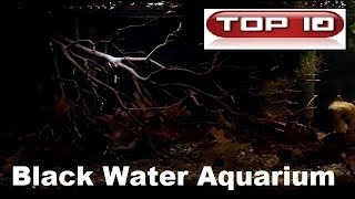 Top 10 acquari biotopi acque nere 🐠 [upl. by Hillard]