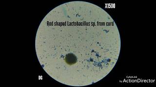 Gram stained Lactobacillus spbacteria from curd [upl. by Camella]