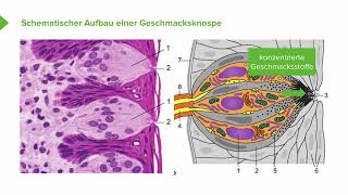 Physiologie I Sensorik Der Geschmackssinn I Igor Besel [upl. by Nitfa636]