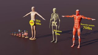 3d human size comparison [upl. by Ahser41]