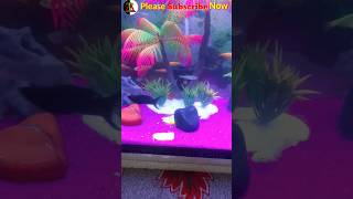 ☺️Molly and platy breeding process Platy and Molly Crossing Aquarium Molly platy crossing process [upl. by Shaina]