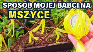 SPOSÓB MOJEJ BABCI NA MSZYCE 🐞 💛 🐞 [upl. by Cassiani]