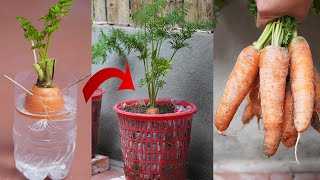 Growing Carrots From Discarded Stems Super Fast Efficient High Yield [upl. by Ttennaj]