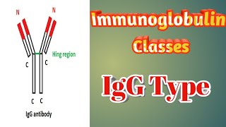 Types of antibodyimmunoglobulin classesIgG antibody [upl. by Alphard]