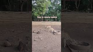 Deer Park Safari Part II  Silvassa [upl. by Annairol248]