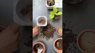 Repotting a pothos plant stepbystep to a healthier happier plant 🌱 zeeplants [upl. by Giamo782]