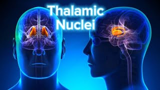 MODEL THALAMIC NUCLEI [upl. by Llenil]