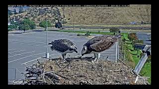 Hellgate Osprey  Mom Feeds Antali Part Two  W 82124 [upl. by Azalea]