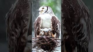 Protective Owl Shields Babies from Intense Snowstorm owl snow mother trending [upl. by Avrom165]