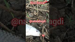 River fishing 🎣 popup fishing fishing love song shortsvideo [upl. by Yoj]