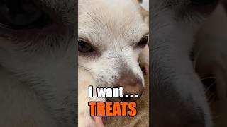 Dog wants treats dog youtubeshorts shorts [upl. by Lyrahc71]