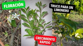 ¿No florea ni crece tu planta de limón hazle esto para un rápido crecimiento y floración [upl. by Sonnnie186]