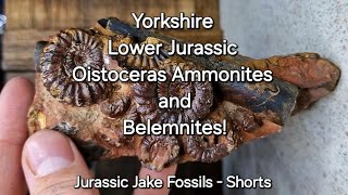 Rare Lower Jurassic Yorkshire Ammonite Oistoceras Multi block with Belemnites 😍 shorts fossil [upl. by Trauner]