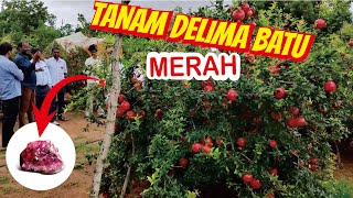 BUAH DELIMA BATU MERAH DAN CARA BUDIDAYA [upl. by Sarette]