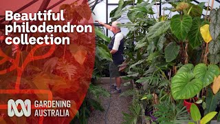 Philodendron collection thriving out of the tropics  A love of Aroids  Gardening Australia [upl. by Kailey]