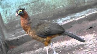 nocturnal curassow  nothocrax urumutum [upl. by Arlen]