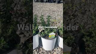 Wall Germander perennial native herb [upl. by Nahsin]