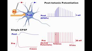 Synaptic Plasticity [upl. by Anayet]