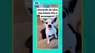 Cachorro Fã de Batata Frita  Você Não Vai Acreditar na Reação [upl. by Yelich229]