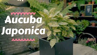 Aucuba Japonica  Top Outdoor Plants 💫 [upl. by Amik]