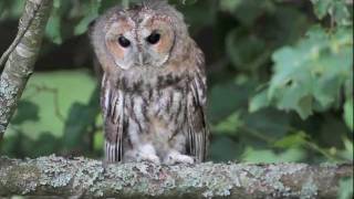 Namine peleda  Strix aluco  Tawny Owl [upl. by Gwenny678]