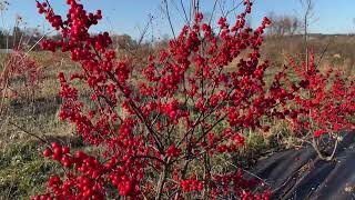 Growing Winterberry  our first harvest [upl. by Nylyaj250]