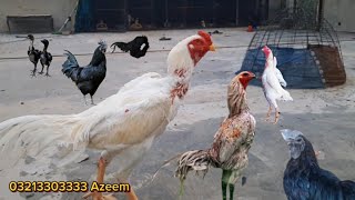 How To Fast Growth Aseel Chicks In Pakistan ❤️ Hen Haching Chicks King Shamo 🐓 White Aseel Murga [upl. by Amla]