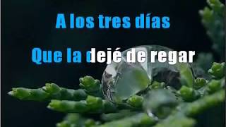 Flor sin retoño  Pedro Infante  Karaoke [upl. by Herates870]