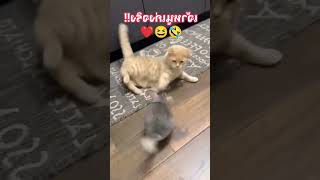 Cat vs Chinchilla cats chinchilla catlove catlover catsoftiktok catsofinstagram cat [upl. by Elston]