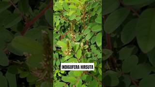 TANAMAN NILA BERBULU ‼️ Indigofera hirsuta indigofera nila Indigofera astragalina tarum [upl. by Ahsital]